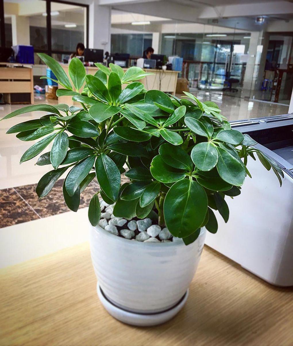 Loại cây cảnh tốt cho phong thủy nhà gia chủ tuổi Kỷ Tỵ Loại cây cảnh tốt cho phong thủy nhà gia chủ tuổi Kỷ Tỵ